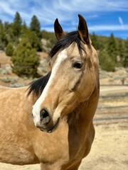 Obraz premium Buckskin horse portrait.