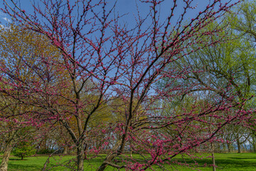 Eastern redbud (Cercis canadensis) one of the best flowering tree of spring is indigenous to North America 