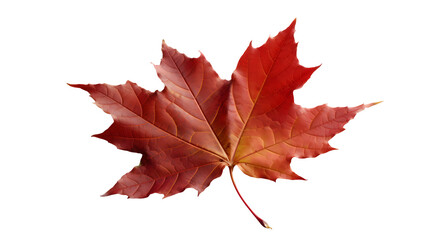 maple leaf transparent background png