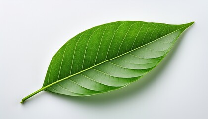 Obraz premium green leaf placed on white surface showcases intricate details a