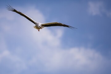 white stork in flight