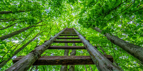 a wooden ladder leading up to tall trees in a forest 