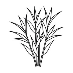 wheat ears isolated on white