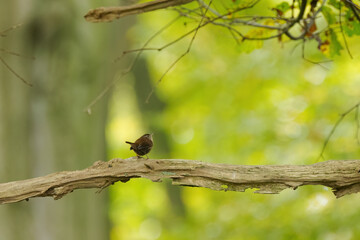 Wren on a branch from the back, wren looking into the wood, small wren, green background, small bird on a branch, Troglodytes troglodytes, many twigs, beautiful bokeh