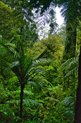 Dense subtropical rainforest on Cape Brett Peninsula, Bay of Islands, North Island, New Zealand.
