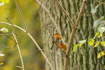 little robin looking to the left, robin on a branch, red-breasted songbird, songbird on a branch surrounded by leaves and branches, cute Erithacus rubecula, a tree in the background
