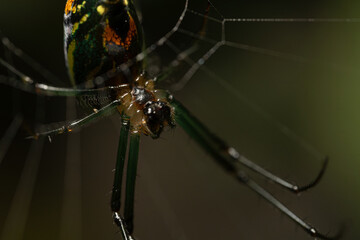 macro of a spider on a web