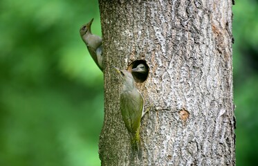 An adult Korean Grey-headed Woodpecker (Picus canus) feeds its chick at a tree cavity nest. Captured in Korea, showing parental care and wildlife behavior. Perfect for nature and bird photography them