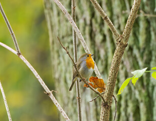 robin on a tree, robin on a branch, red-breasted songbird, songbird on a branch surrounded by green leaves, cute Erithacus rubecula, tree in the background