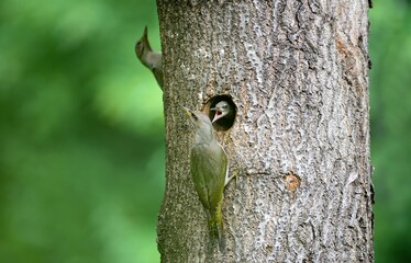 An adult Korean Grey-headed Woodpecker (Picus canus) feeds its chick at a tree cavity nest....