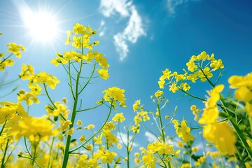 Obraz premium Yellow wildflowers bloom against a sunny blue sky a vibrant display of nature's beauty