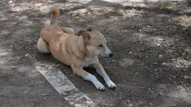 abonded cute red dog lies on the ground