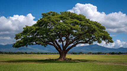 Majestic tree graces lush rural landscape