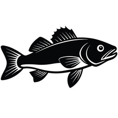 vector illustration of a Barramundi  fish