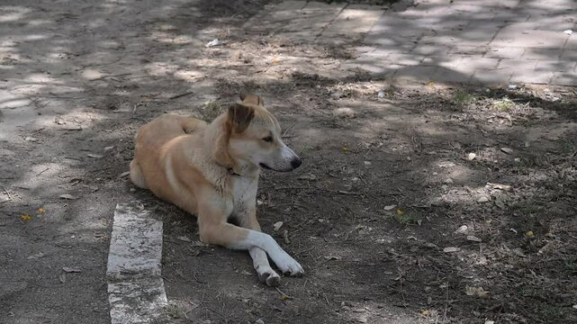 abonded cute red dog lies on the ground