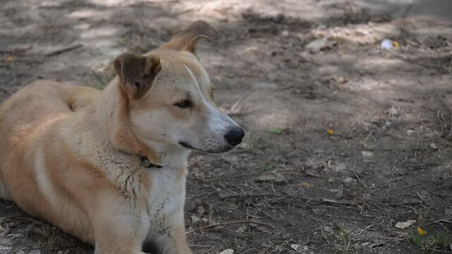 abonded cute red dog lies on the ground