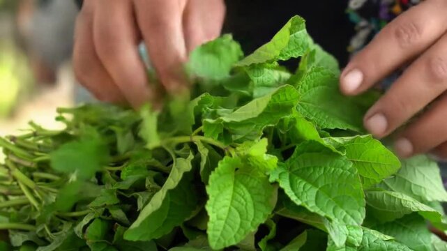 Fresh Green Herbage Leaves For Culinary And Medicinal Purposes