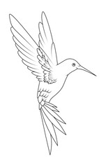 Painted hummingbird flying on transparent PNG background. Coloring hummingbird flapping its wings elegantly.