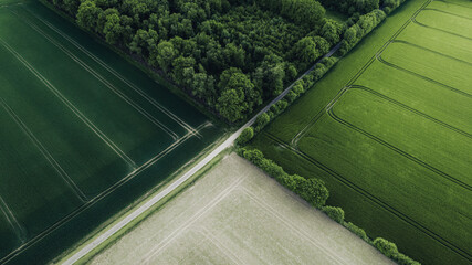 Aerial View of Fields Meeting at a Forest Edge. Geometric aerial composition showing agricultural...