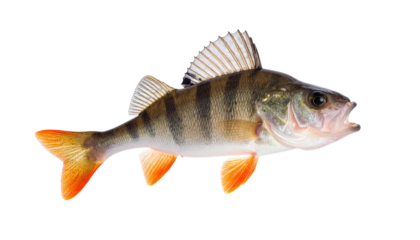 River perch