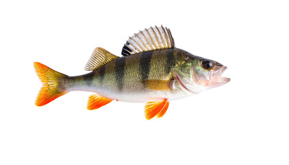 River perch