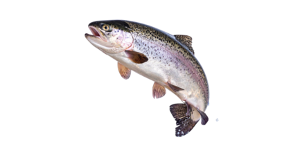 Trout