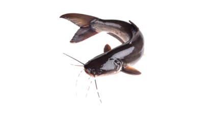 catfish