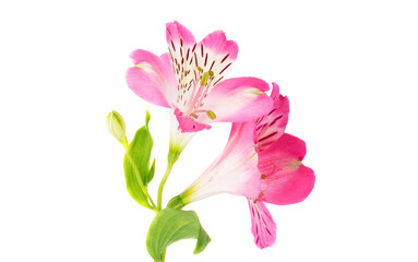 Obraz premium pink alstroemeria flower isolated on white background