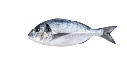 Obraz premium Dorado