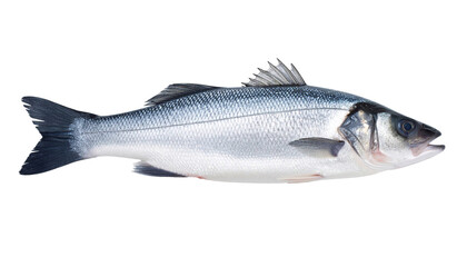 Obraz premium Sea bass