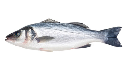Obraz premium Sea bass