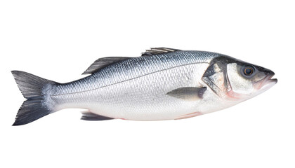 Naklejka premium Sea bass