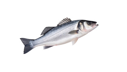 Obraz premium Sea bass