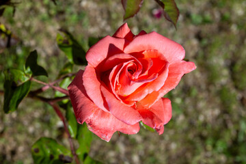 Rosa de color rosa, flor de jardín floreciendo en primavera. Símbolo del amor. Flores de jardín en primavera.
