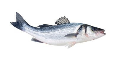 Obraz premium Sea bass