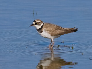 Little ringed plover (Charadrius dubius)