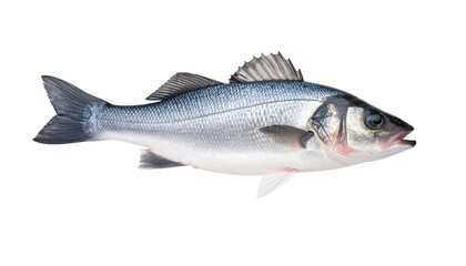 Obraz premium Sea bass