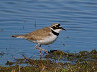 Little ringed plover (Charadrius dubius)