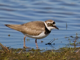Little ringed plover (Charadrius dubius)