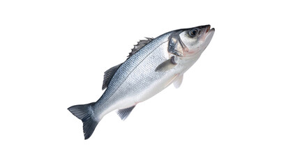 Obraz premium Sea bass