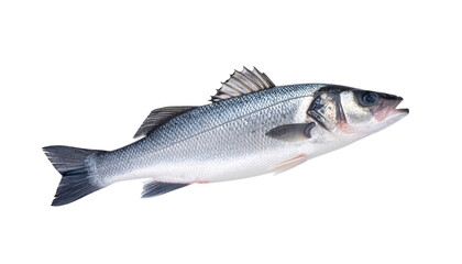Obraz premium Sea bass