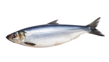 Herring