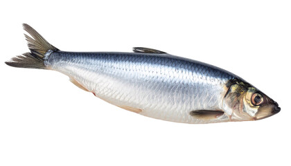 Herring