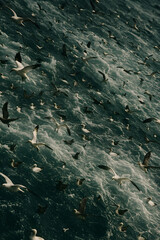 Obraz premium Futuristic Ring-Shaped Space Habitat with Towering Skyscrapers, Lush Green Forests, Curved Roads, and a Distant Sun