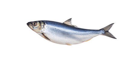 Fototapeta premium Herring