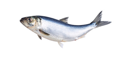Herring