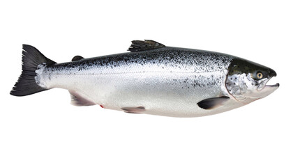 Obraz premium Salmon