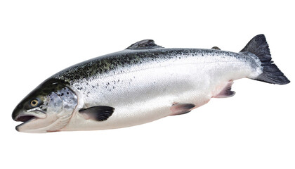 Salmon