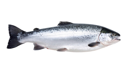 Obraz premium Salmon