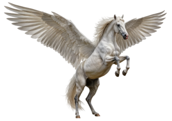 White pegasus, mythical creature, isolated on a transparent background